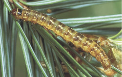 Spruce budworm recovery efforts drive public consultation on forest management plans in Outaouais, inviting community input on tree harvesting and infrastructure improvements. Photo Courtesy of Natural Resources Canada