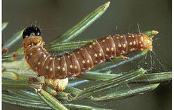 Quebec is asking residents of the Outaouais region to comment on proposed forestry operations aimed at recovering wood from forests severely affected by a widespread spruce budworm outbreak that has defoliated millions of hectares across the province. Photo: Courtesy of  the Ministry of Natural Resources and Forests